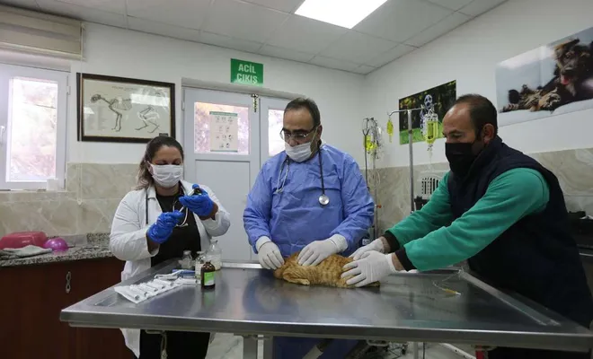 Gaziantep’te sokak hayvanları sahiplendiriliyor