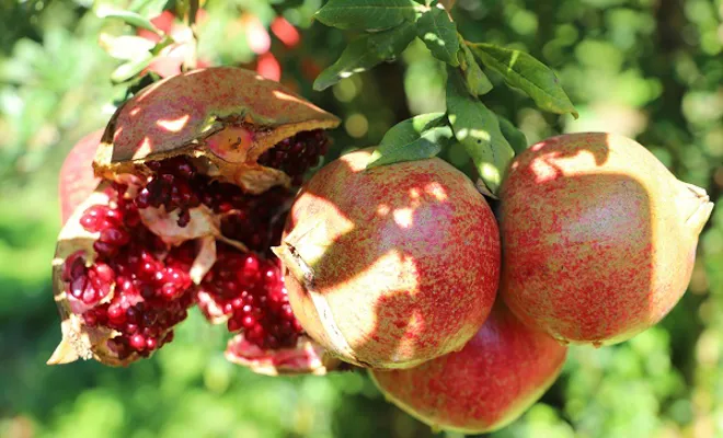 Oğuzeli’nde 2021 yılında 400 ton nar işlendi