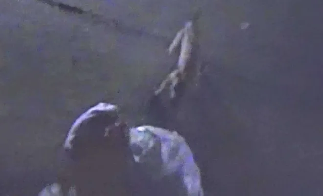 Yine köpek saldırısı