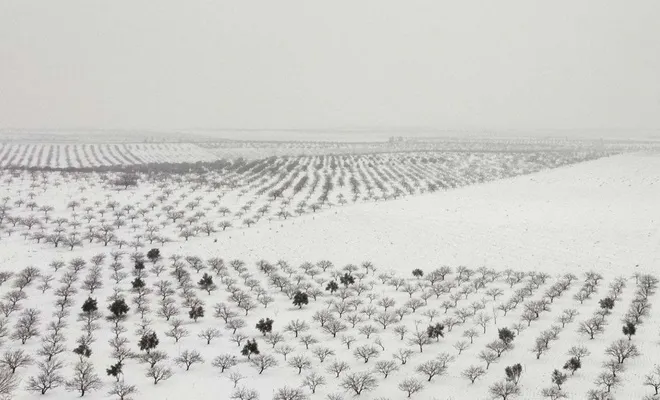 Kar yağışı Antep fıstığında rekolte ve kaliteyi artıracak