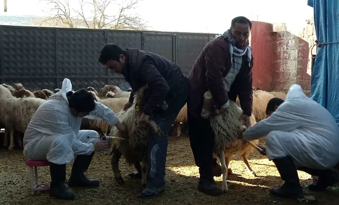 Hayvan yetiştiricilerine verilecek “aşı desteği” için uzmanlar ne diyor?