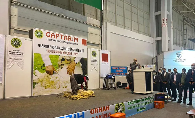 Gaziantep'te “Koyun Kırkma Yarışması” düzenlendi