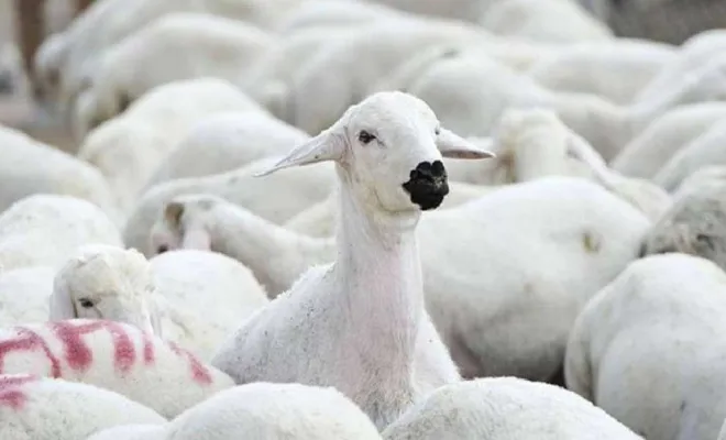 Türkman: Et veya canlı hayvan ithalatı kalıcı çözüm değil