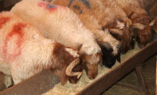 Mahalle aralarında canlı hayvan beslenmesi yasaklandı