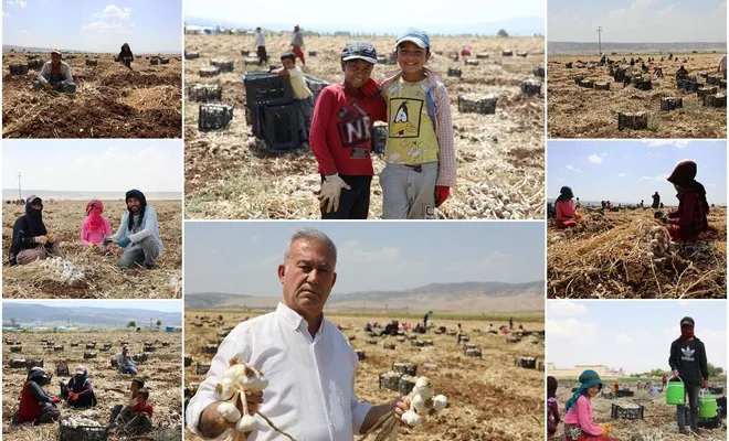 Araban sarımsağında yüksek rekolte bekleniyor