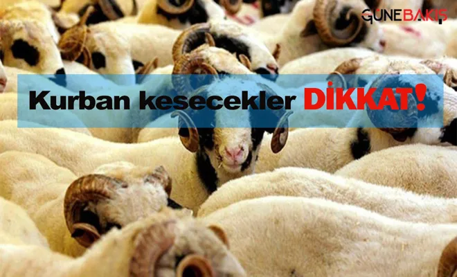 Kurbanlık fiyatları belli oldu!