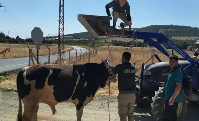 Gaziantep'te kaçan kurbanlık dana yakalandı