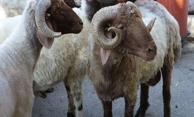 Girdi maliyetleri kurbanlık sayısının düşmesine sebep oldu