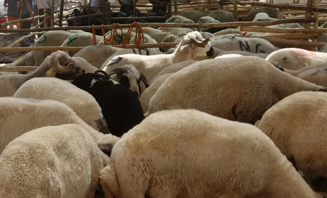 Hayvan Besicileri: Bir an önce canlı küçükbaş hayvan ihracatı açılmalı