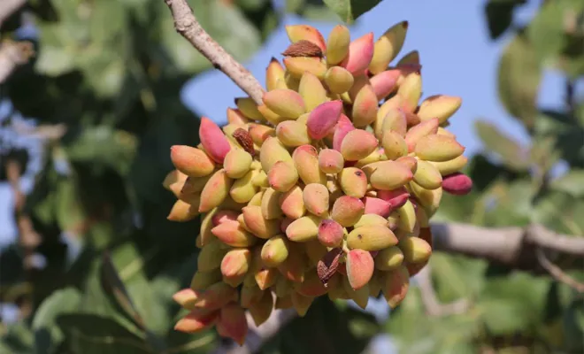 Antep fıstığı için taban fiyat neden uygulanmıyor?