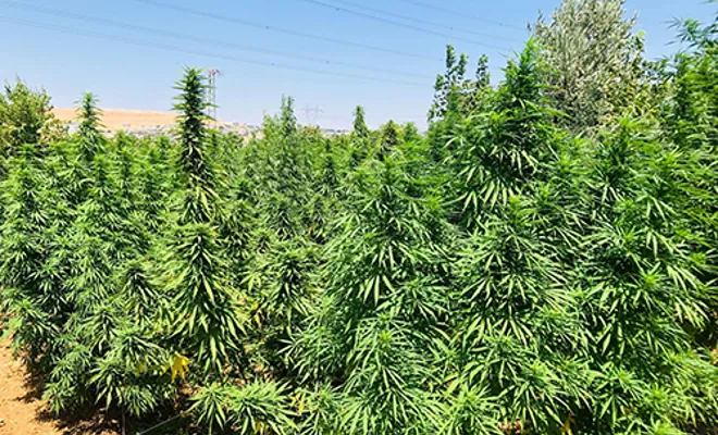 Jandarmadan uyuşturucu operasyonu