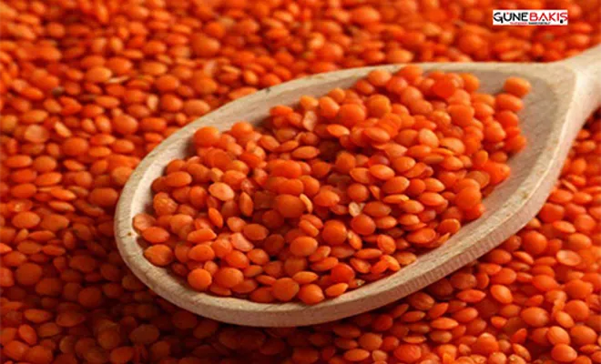 Gaziantep Tarım ve Orman Müdürlüğünden 'kırmızı mercimek' hibe duyurusu