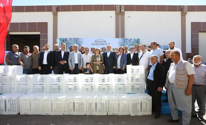  Zeytin üreticilerine 40 bin hasat kasası dağıtalacak