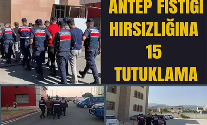 Antep fıstığı hırsızlığına: 15 tutuklama