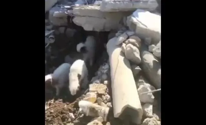 Gaziantep’te enkazda mahsur kalan kuzular 11 gün sonra çıkarıldı