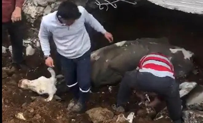 Gaziantep’te enkazda mahsur kalan inek 19 gün sonra çıkarıldı