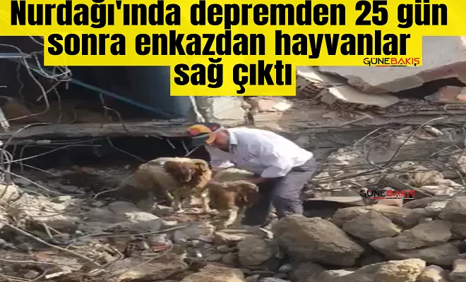 Nurdağı'ında depremden 25 gün sonra enkazdan hayvanlar sağ çıktı