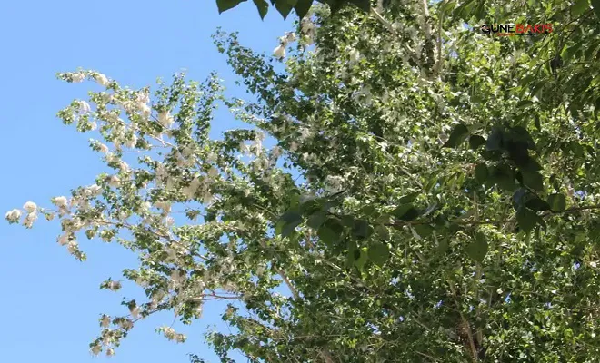 Polen kaynaklı alerjik hastalıklarda artış var