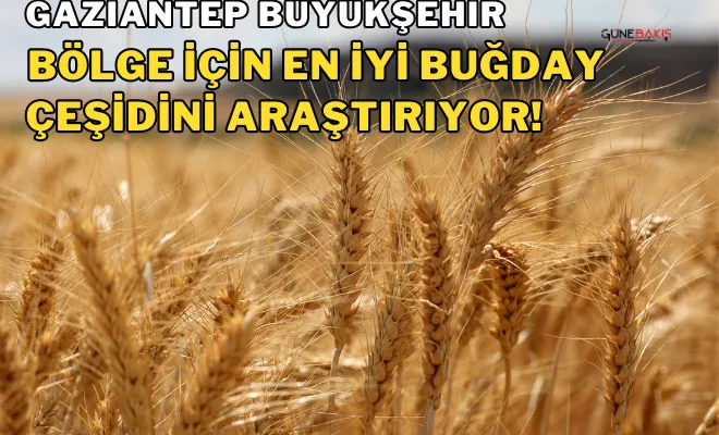 Gaziantep Büyükşehir, bölge için en iyi buğday çeşidini araştırıyor! 