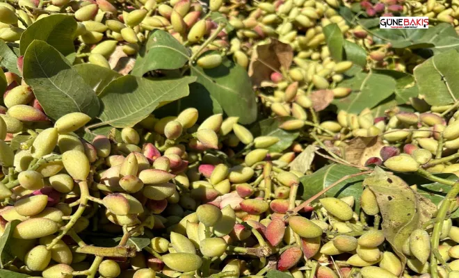 Antep fıstığı üreticisi fiyattan da rekolteden de memnun değil