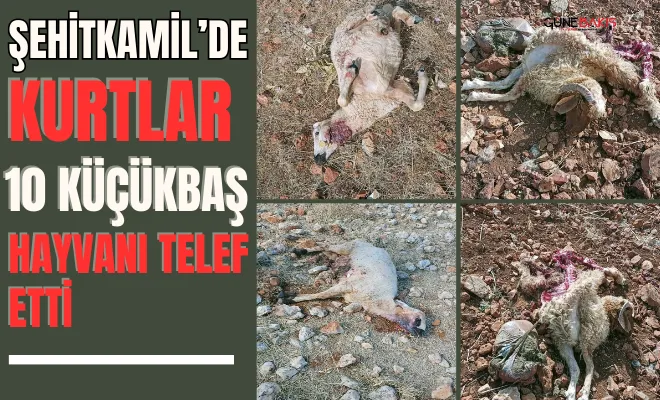 Şehitkamil’de kurtlar 10 küçükbaş hayvanı telef etti