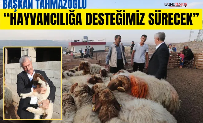 Başkan Tahmazoğlu: ‘Hayvancılığa desteğimiz sürecek’