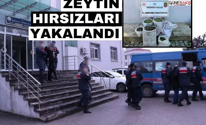 Zeytin hırsızları yakalandı