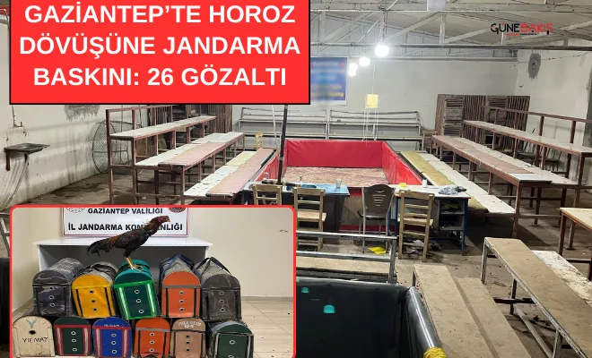 Gaziantep’te horoz dövüşüne Jandarma baskını: 26 gözaltı