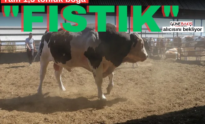 Tam 1,3 tonluk boğa 'Fıstık' alıcısını bekliyor