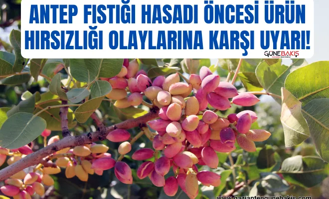  Antep fıstığı hasadı öncesi ürün hırsızlığı olaylarına karşı uyarı!