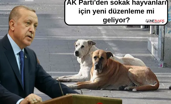 AK Parti'den sokak hayvanları için yeni düzenleme mi geliyor?
