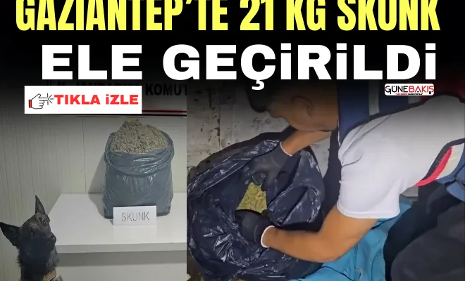 Gaziantep’te 21 kg skunk ele geçirildi