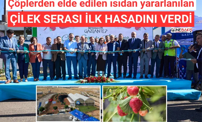 Çöplerden elde edilen ısıdan yararlanılan çilek serası ilk hasadını verdi