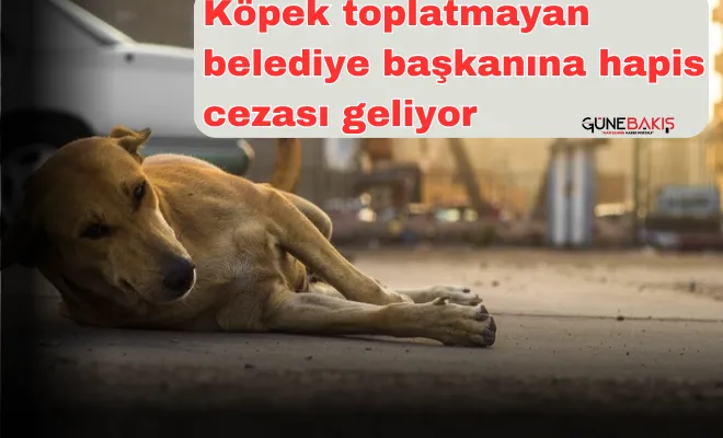 Köpek toplatmayan belediye başkanına hapis cezası geliyor