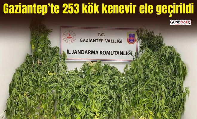 Gaziantep’te 253 kök kenevir ele geçirildi