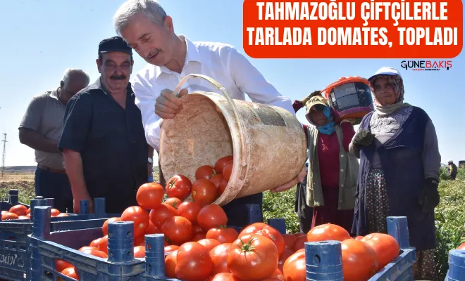 Tahmazoğlu çiftçilerle tarlada domates, topladı
