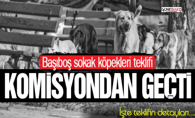 Başıboş sokak köpekleri teklifi komisyondan geçti: İşte detaylar