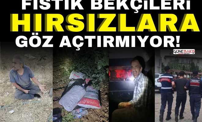 Fıstık bekçileri hırsızlara göz açtırmıyor!