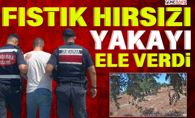 Gaziantep’te Fıstık hırsızı yakayı ele verdi 