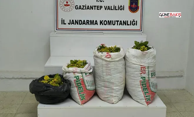 Fıstık hırsızı 4 şüpheli yakalandı