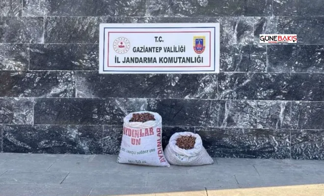 Gaziantep’te fıstık hırsızı 6 şahıs yakalandı 