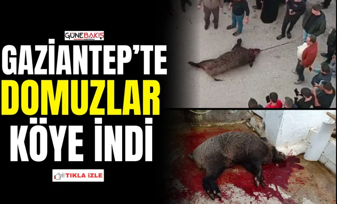 Gaziantep’te domuzlar şehre 20 kilometre olan köye indi