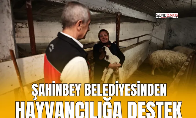 Şahinbey Belediyesinden hayvancılığa destek