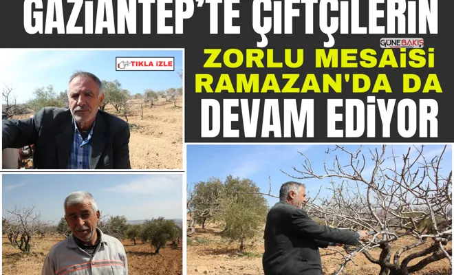 Gaziantep’te çiftçilerin zorlu mesaisi Ramazan'da da devam ediyor