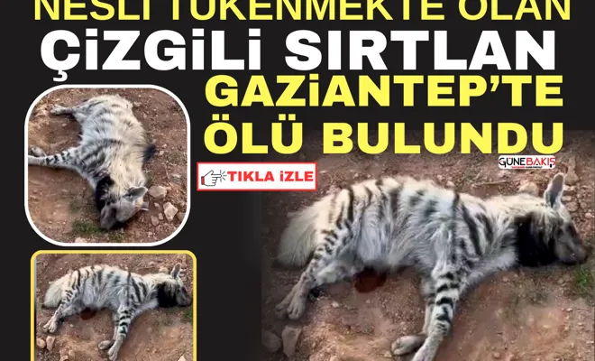 Nesli tükenmekte olan çizgili sırtlan Gaziantep’te ölü bulundu