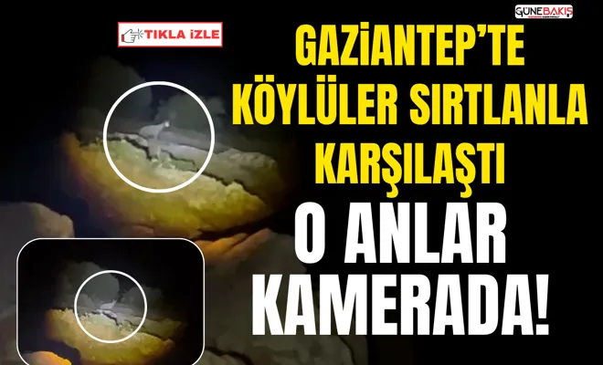 Gaziantep’te köylüler sırtlanla karşılaştı: O anlar kamerada!