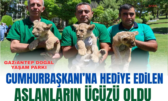 Cumhurbaşkanı’na hediye edilen aslanların üçüzü oldu