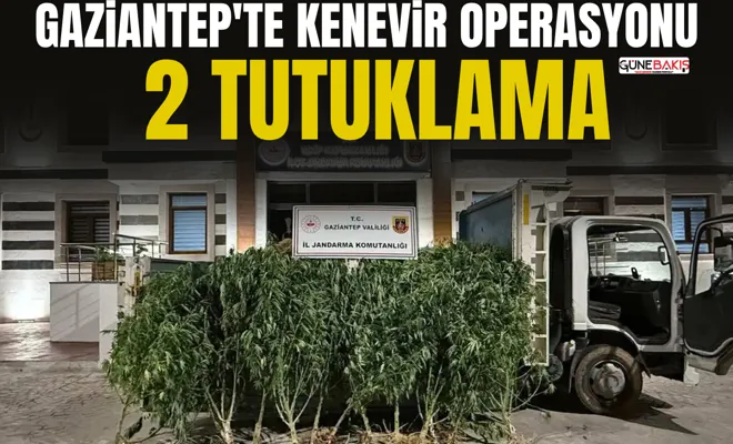 Gaziantep'te kenevir operasyonu: 2 tutuklama