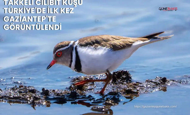 Takkeli Cılıbıt Kuşu Türkiye'de ilk kez Gaziantep'te görüntülendi