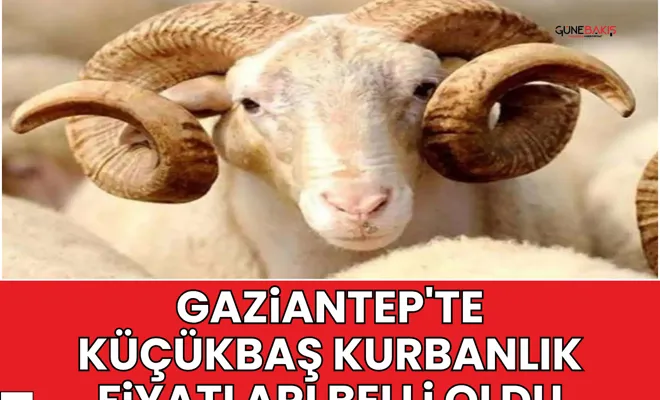 Gaziantep'te küçükbaş kurbanlık fiyatları belli oldu